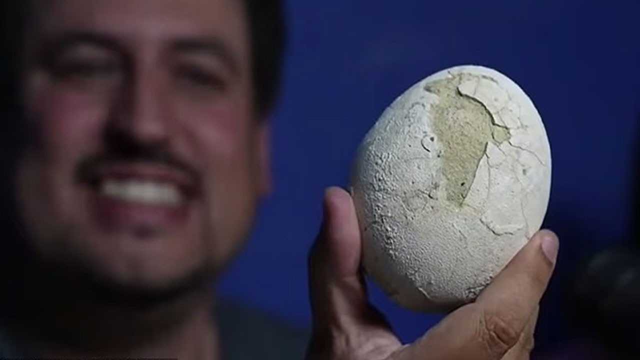 70 milyon yillik dinozor yumurtasinin icinden ne cikacak Avl8Pdrw.jpg