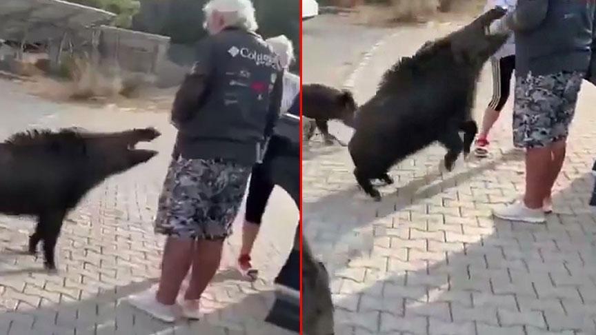 aydinda dehsete dusuren olay besledigi yaban domuzu tatilciyi isirdi XzfNHLpp.jpg