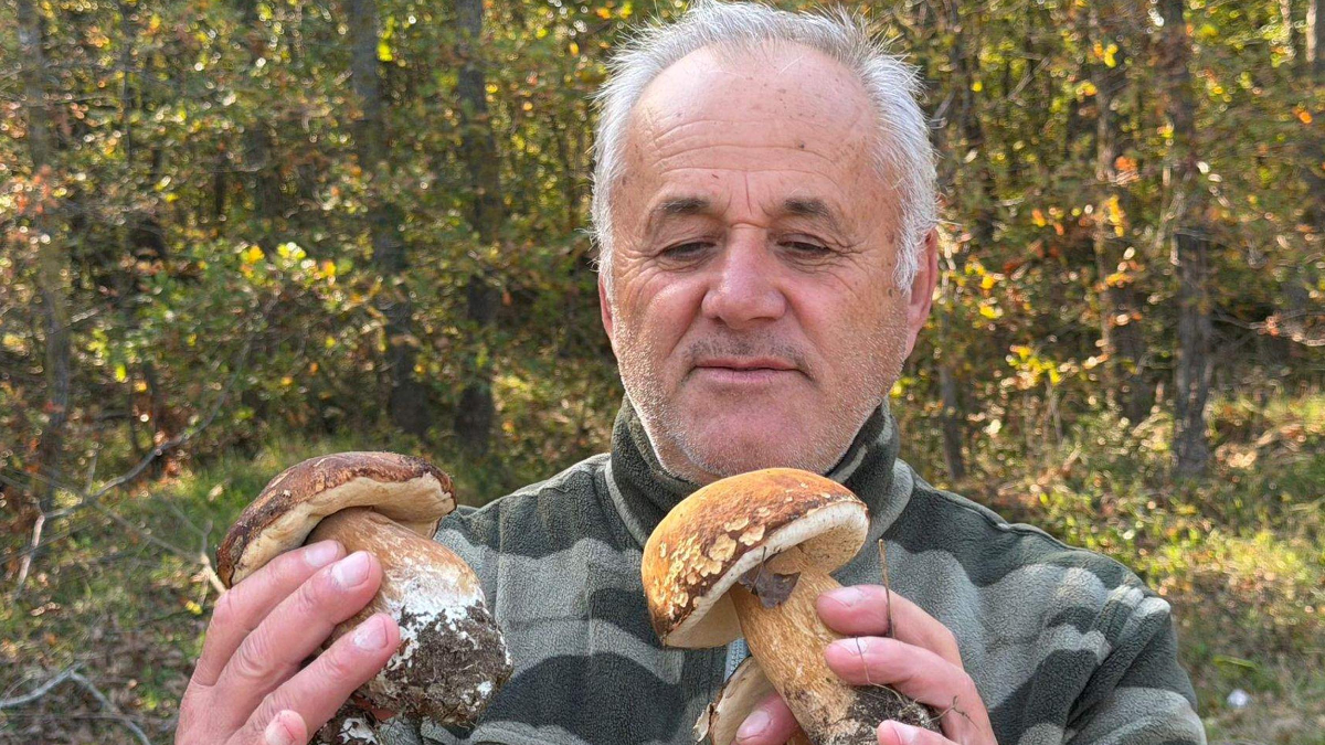 tekirdag istranca ormanlarinda mantar populasyonu azaldi Tqi6Bwkj.jpg
